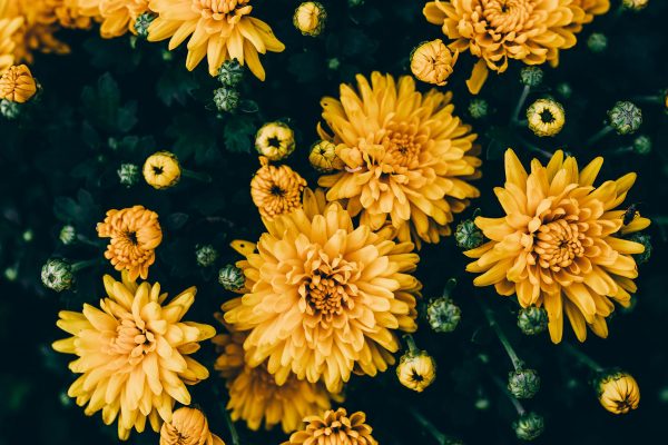 mark-landman-kzvRB1elLwI-unsplash