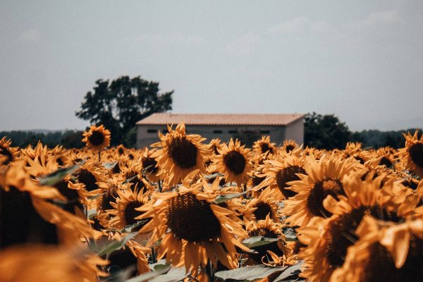 ole-witt-c0G9AIZURck-unsplash